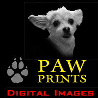 Paw Prints Digital Images